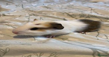 Guinea Pig rodents - Advert 13