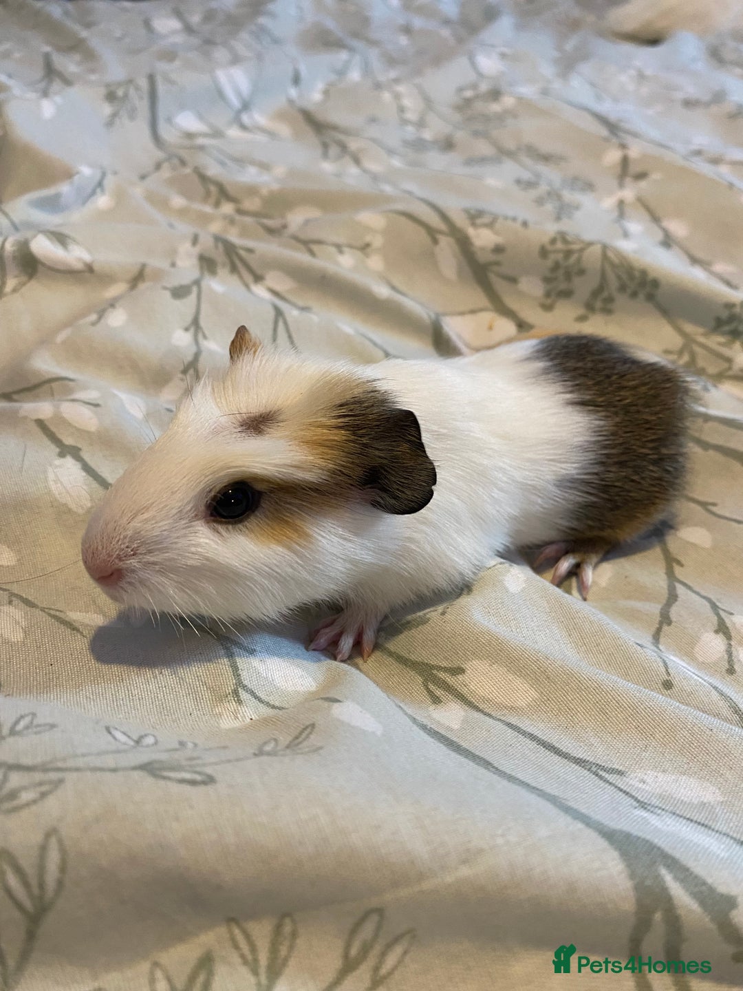 Guinea Pig rodents for sale: Guinea pigs  - Image 10
