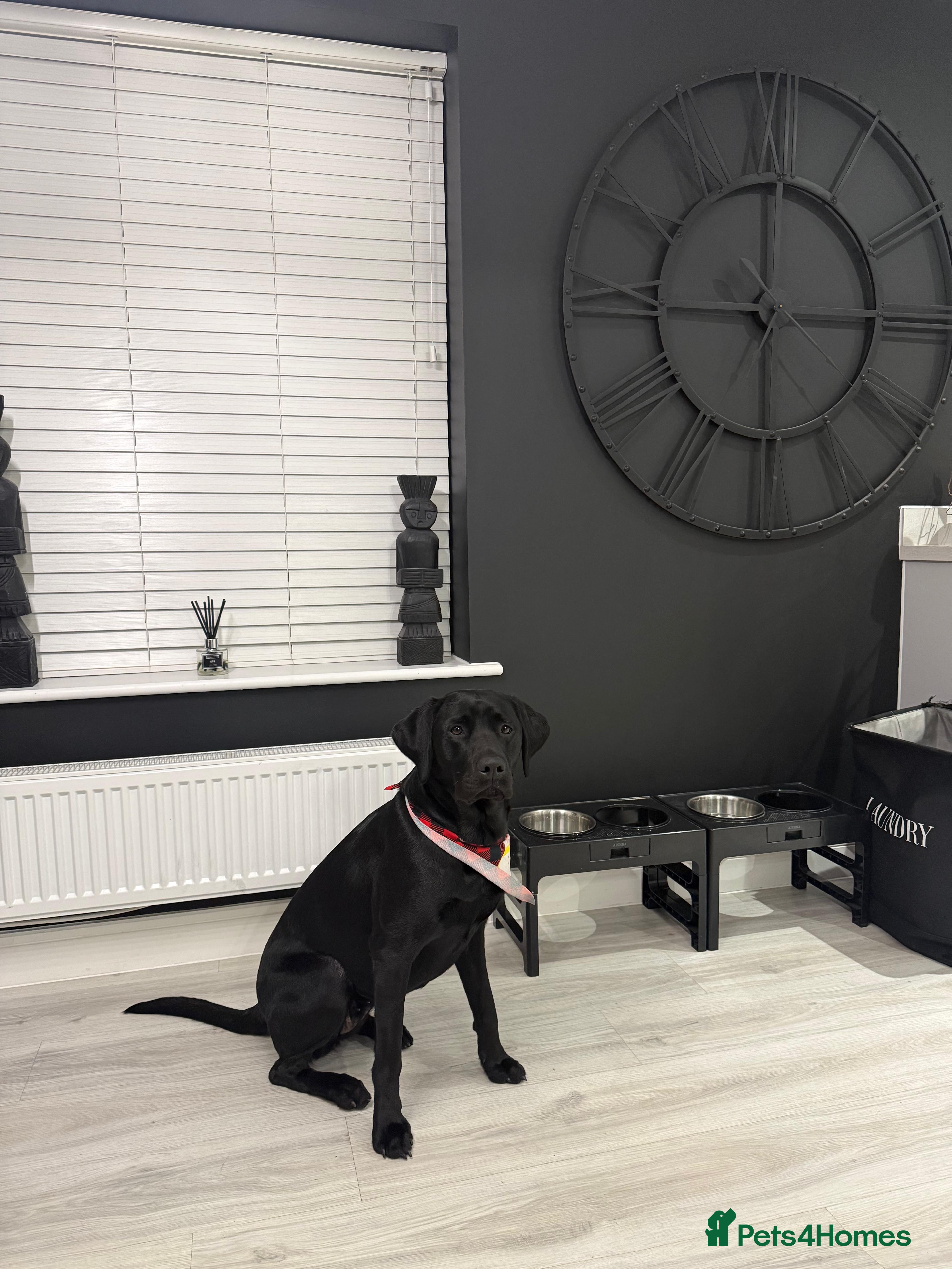 Labrador Retriever dogs Stunning Black Labrador Puppies - Due 25th March in Peterborough - Advert 2