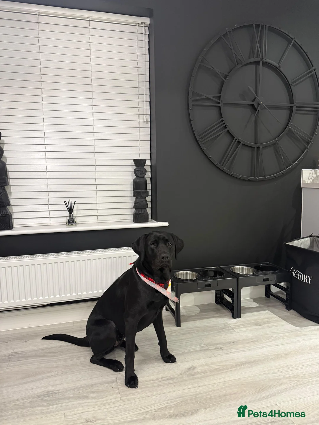 Labrador Retriever dogs for sale: Stunning Black Labrador Puppies - Due 25th March in Peterborough - Advert 1