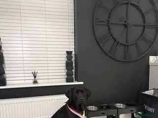 Labrador Retriever dogs Stunning Black Labrador Puppies - Due 25th March in Peterborough - Advert 1