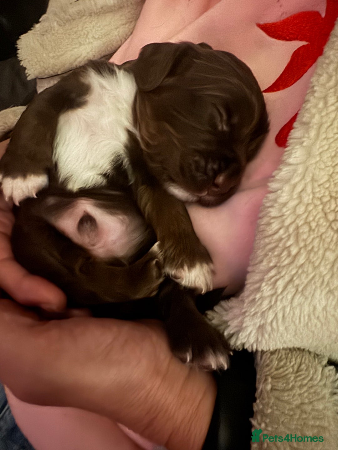 Sprocker dogs for sale: Stunning F1 sprocker puppies - Advert 3