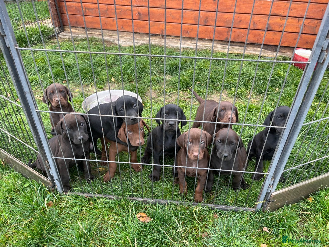 Mixed Breed dogs for sale: VISZLAMANS (viszla x Doberman) - Image 2