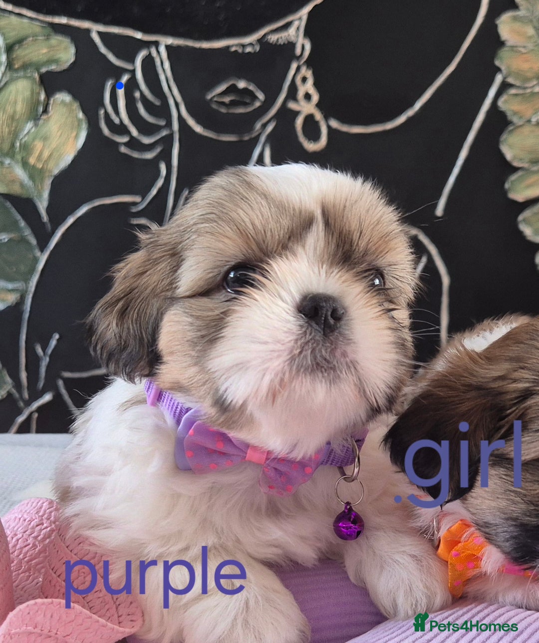 Shih Tzu dogs for sale: Cute Shih-Tzu puppies😍😍😍 - Image 18