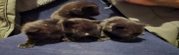 Bengal cats for sale: Beautiful BengalxBlack BengalxHimalayan Kittens - Advert 2