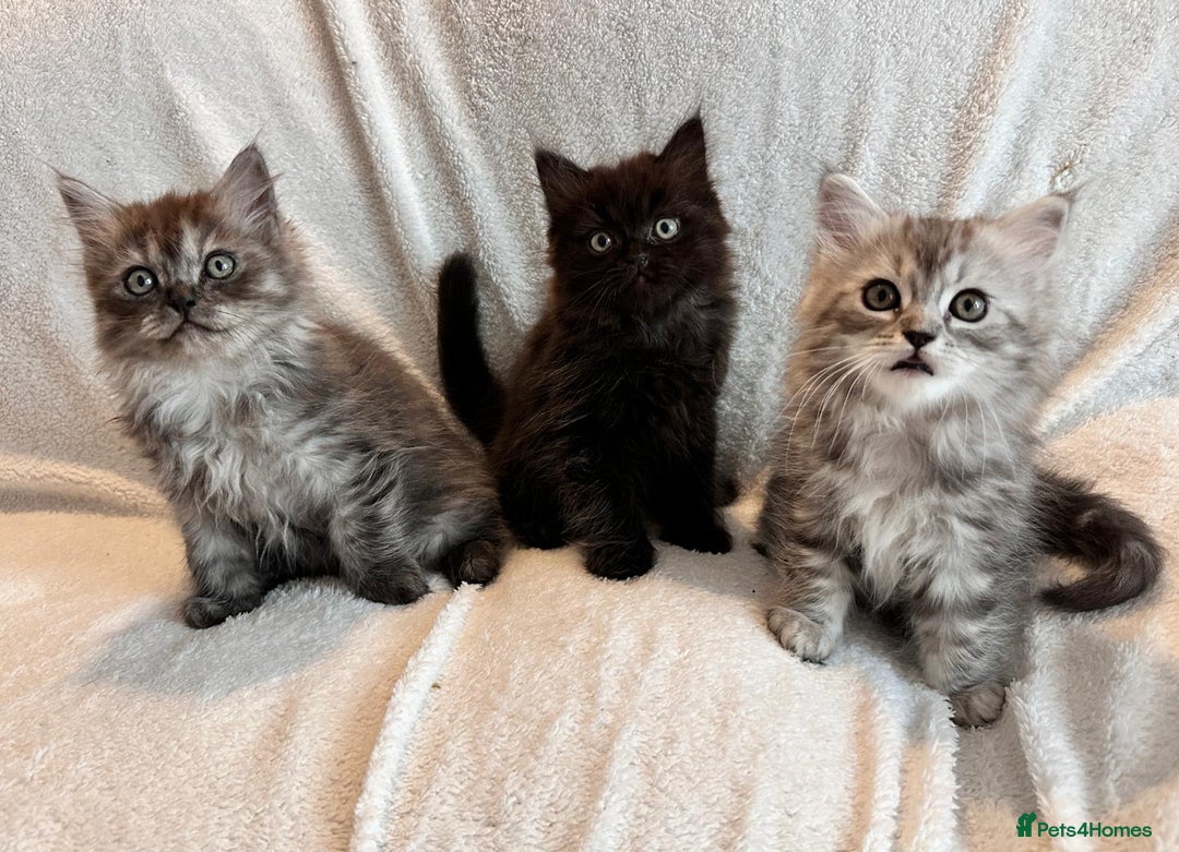 Persian cats for sale: 4 super friendly & playful Persian/Ragdoll babies - Image 10