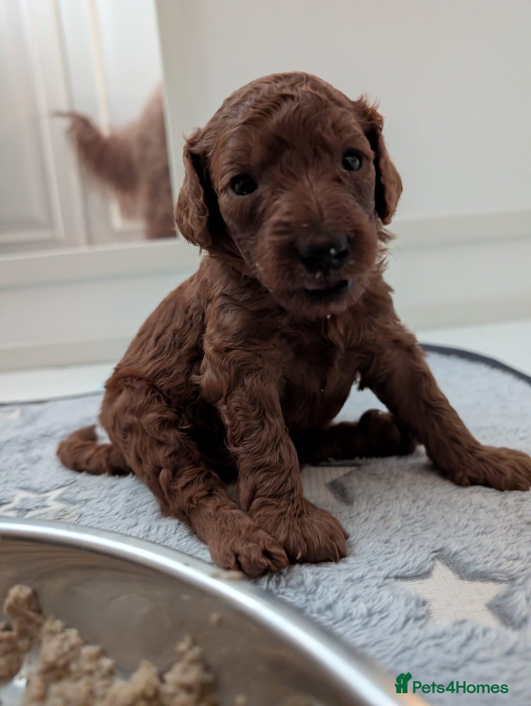 Miniature Poodle dogs for sale: Stunning red miniature poodle - Advert 2