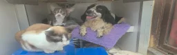 English Springer Spaniel dogs for adoption: Skye Black & White ESS 2 year old Adult  - Advert 5