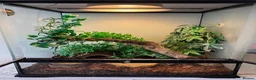 Gecko reptiles for sale: Harlequin gecko in Biggleswade - Advert 5