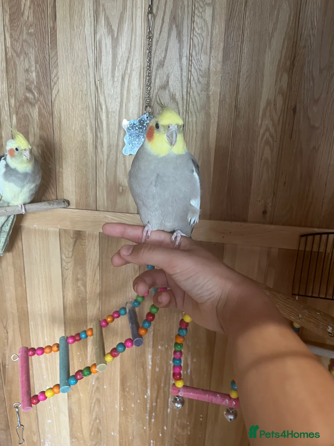 Cockatiels birds for sale: Two cocktails 18 months  - Advert 5