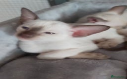 Oriental cats for sale: Full Pedigree Oriental 6 Kittens XL size ears GCCF - Image 8