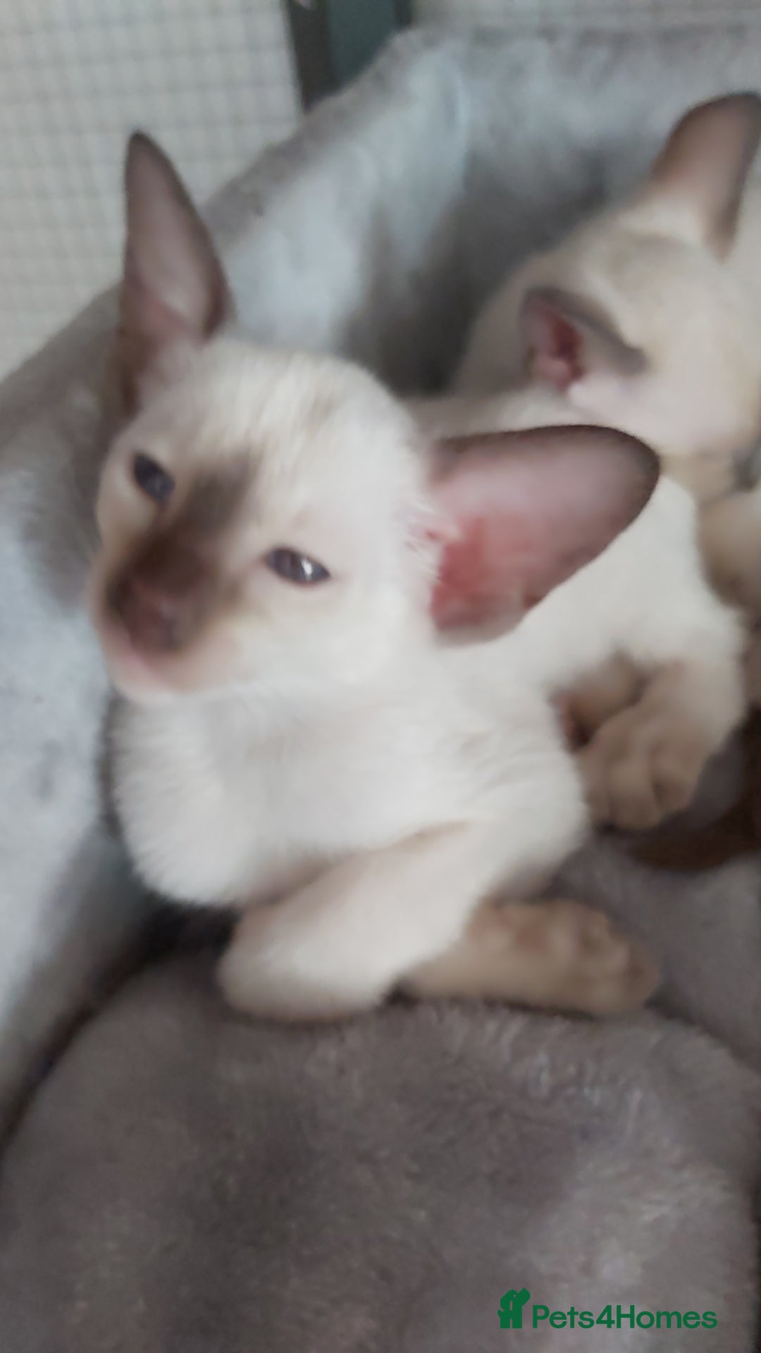 Oriental cats for sale: Full Pedigree Oriental 6 Kittens XL size ears GCCF - Image 8