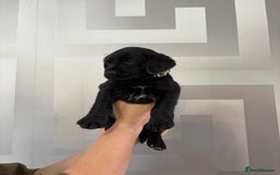 Cockerdor dogs for sale: Cockador puppies  - Image 2