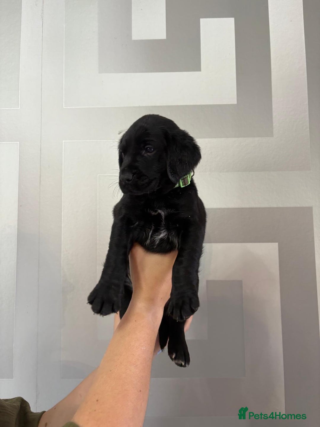 Cockerdor dogs for sale: Cockador puppies  - Image 2
