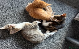 Domestic Shorthair cats for sale: BEAUTIFUL, FRIENDLY KITTENS FOR SALE!!🐈❤️ - Image 1