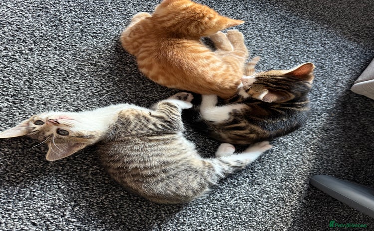 Domestic Shorthair cats - Advert 1