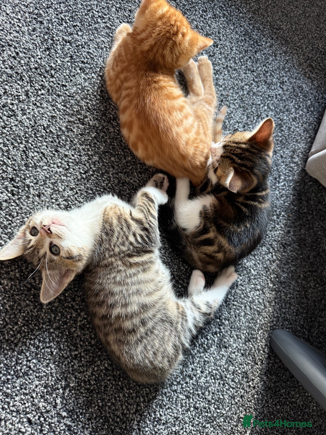 Domestic Shorthair cats for sale: BEAUTIFUL, FRIENDLY KITTENS FOR SALE!!🐈❤️ - Image 1
