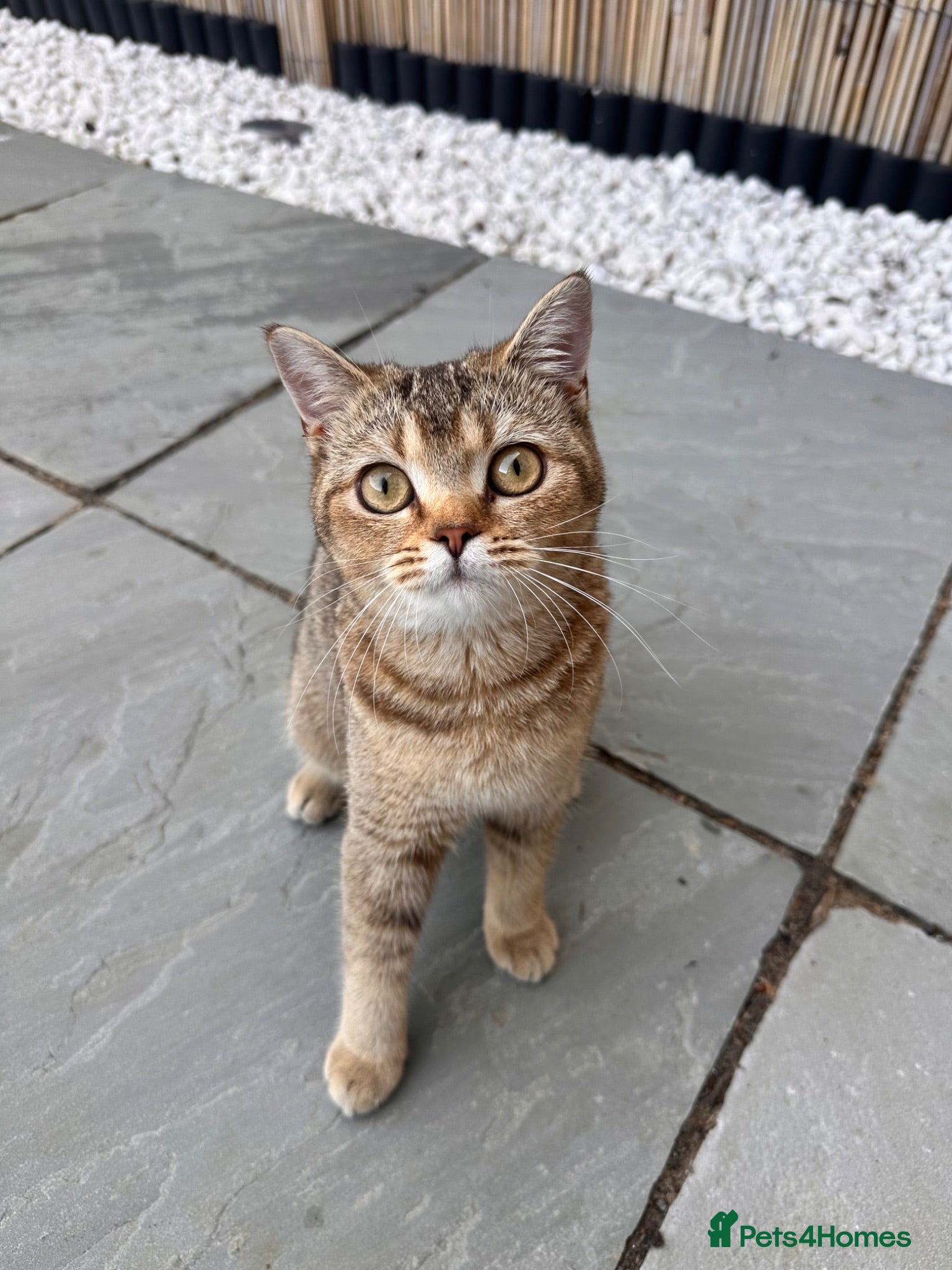 British Shorthair cats Golden British Shorthair for sale - Advert 3