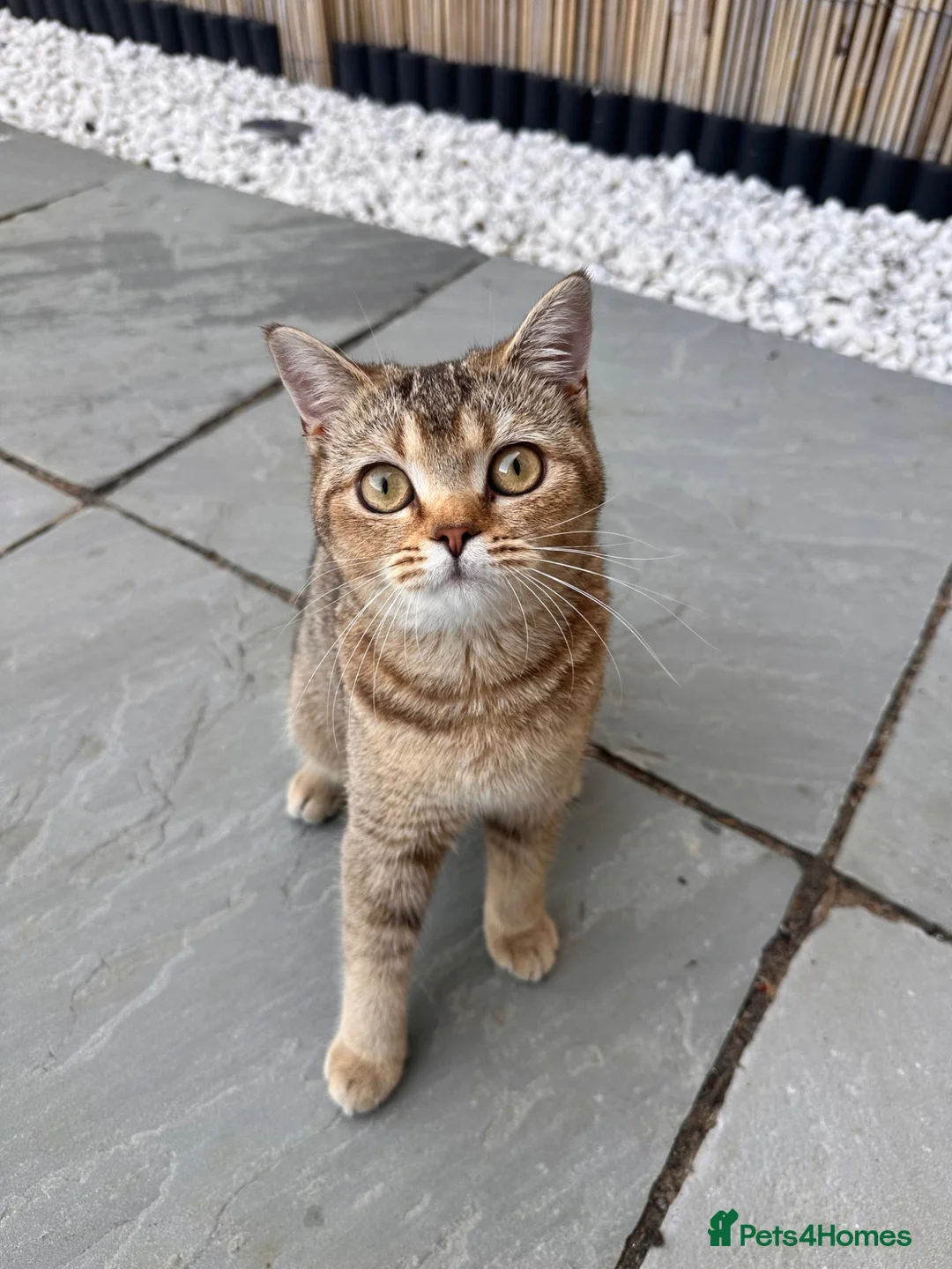 British Shorthair cats for sale: Golden British Shorthair for sale in Kettering - Advert 1