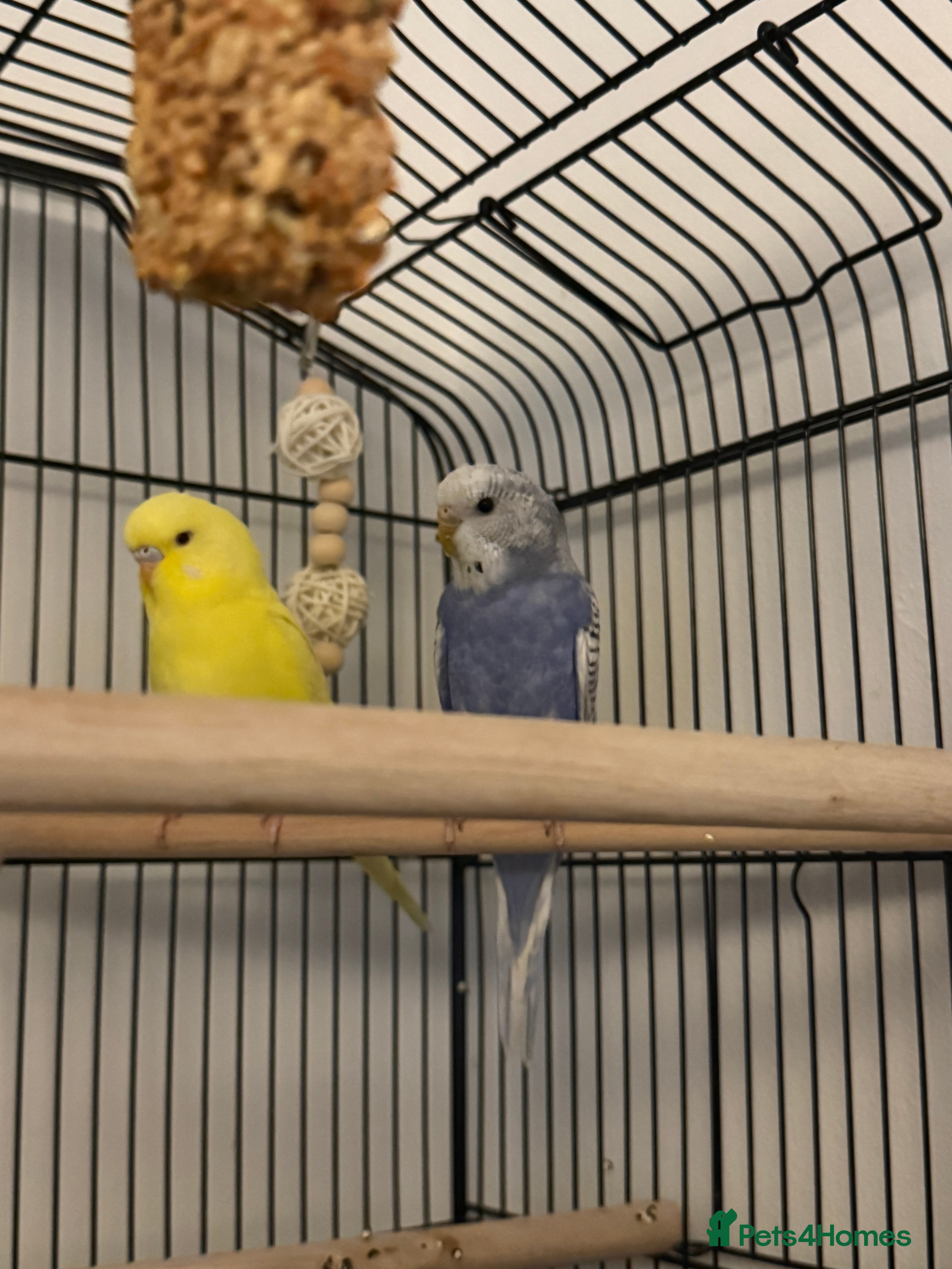 Budgerigars birds Budgies for sale , around 3-4 months old.  - Advert 1