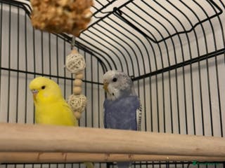 Budgerigars birds Budgies for sale , around 3-4 months old. - Advert 7