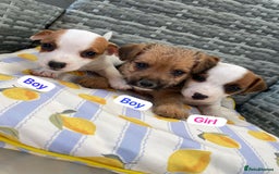 Jack Russell dogs for sale: Miniature Jack Russell puppies - Image 1
