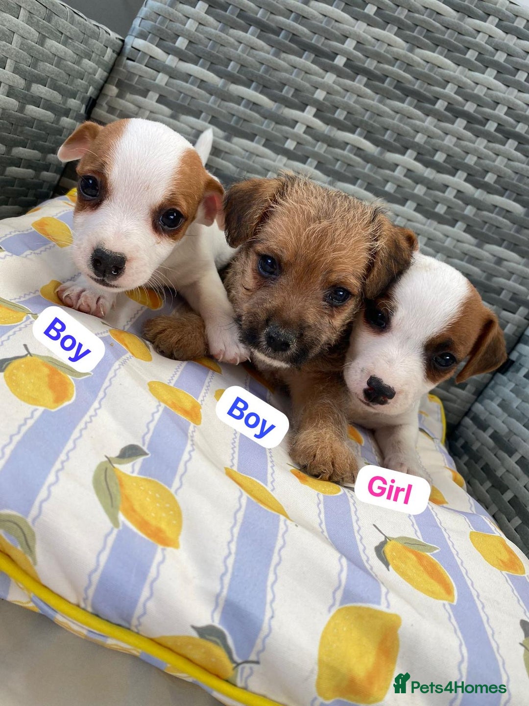 Jack Russell dogs for sale: Miniature Jack Russell puppies - Image 1