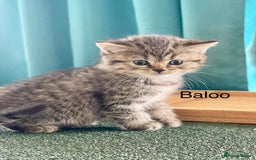Mixed Breed cats for sale: Bsh and Scottish straight mix - Image 4