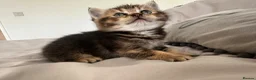 British Shorthair cats for sale: Golden BSH Kittens  GCCF Registered - Chunky bear  - Advert 14