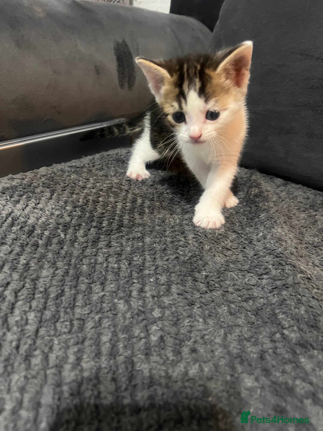 Mixed Breed cats for sale: Beautiful kittens  - Advert 7
