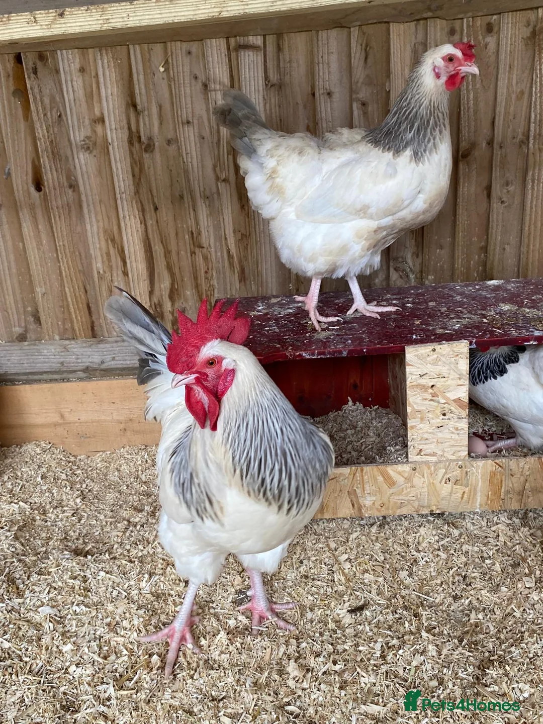 Chickens poultry for sale: 🥚Light and coronation sussex hatching eggs🥚  - Advert 6