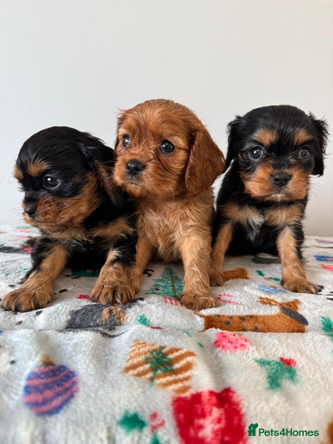 Cavalier King Charles Spaniel dogs for sale: Cavalier King Charles Spaniel Pups KC Reg - Advert 6