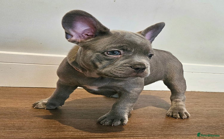 French Bulldog dogs - Advert 3