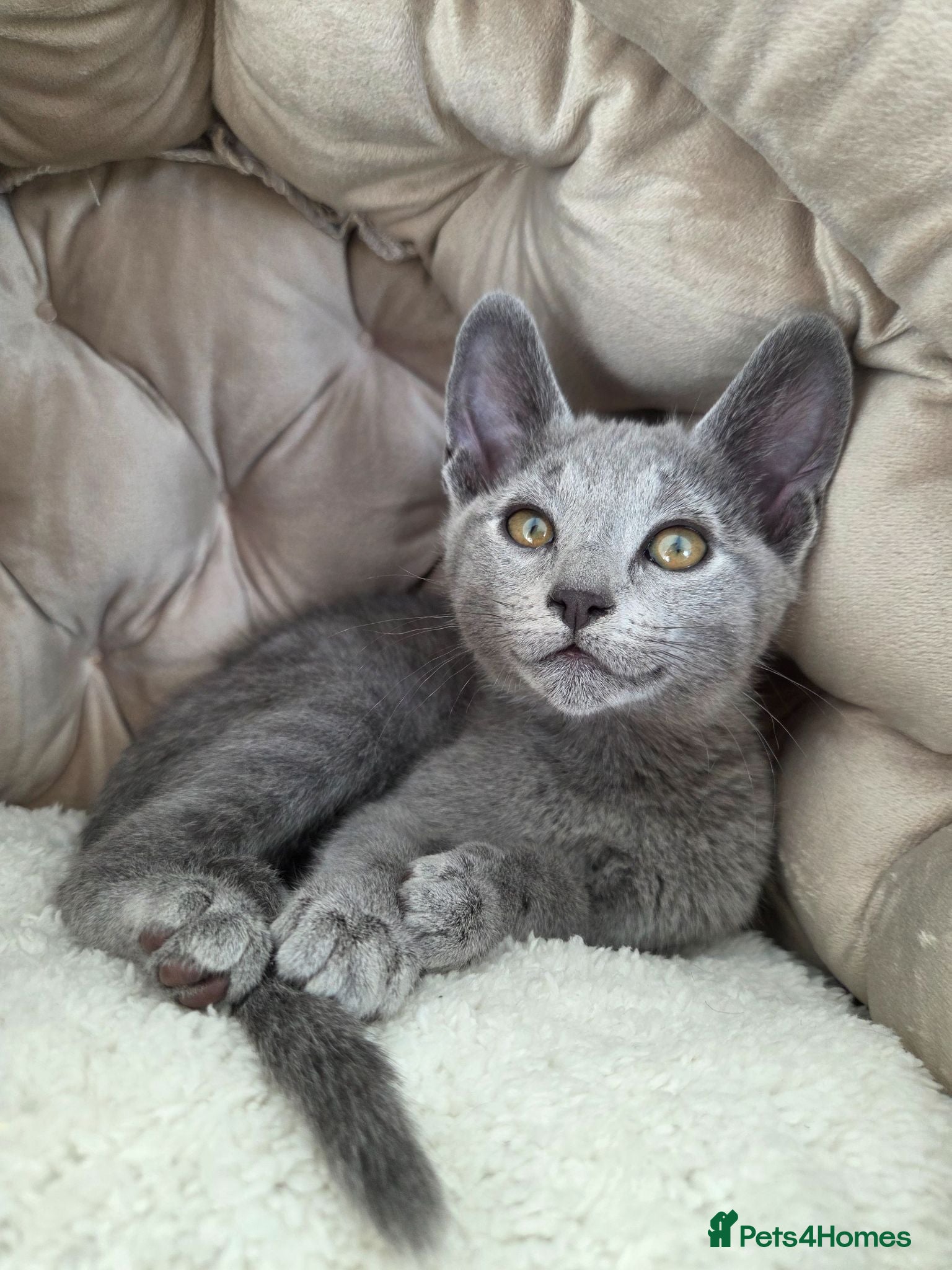 Russian Blue cats 💥READY to leave  – Russian Blue, TICA - Advert 13