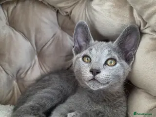 Russian Blue cats 💥READY to leave – Russian Blue, TICA - Advert 13