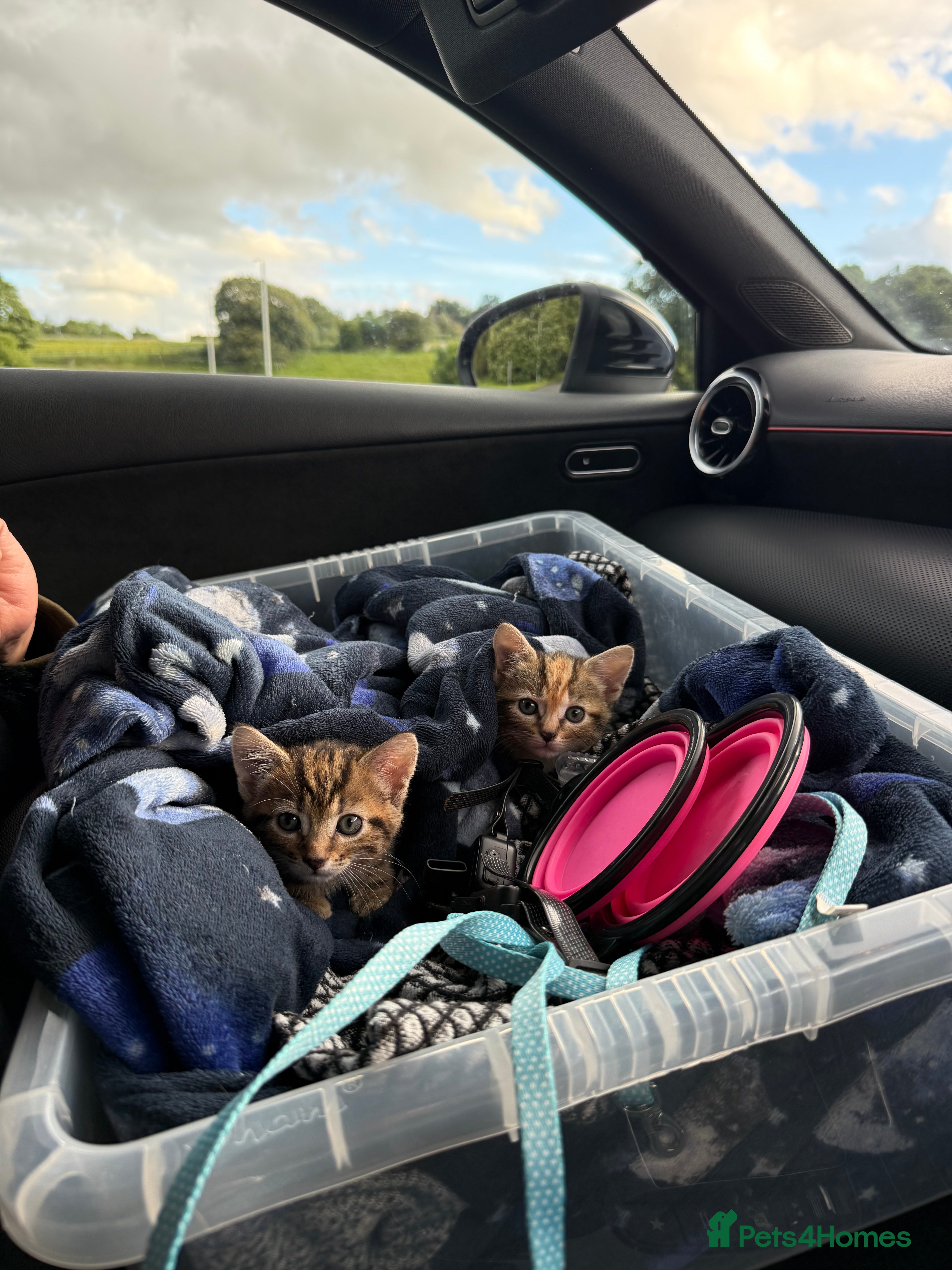 Domestic Shorthair cats 2 Female Lovely Domestic kittens  - Advert 1
