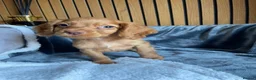 Cocker Spaniel dogs for sale: KC reg Working cockers - Outstanding pedigree - Advert 15