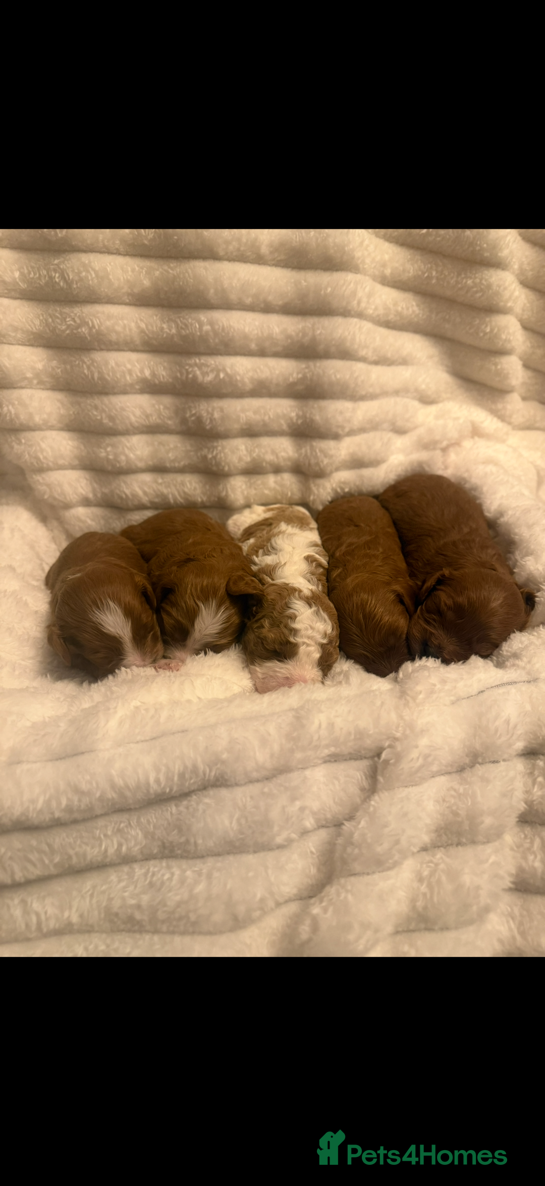 Cavapoo dogs for sale: Beautiful cavapoo puppies  - Advert 6