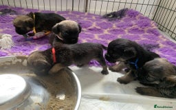 Border Terrier dogs for sale: Stunning KC Registered Border Terrier Puppies - Image 2