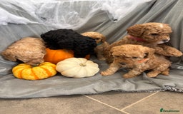 Cavapoochon dogs for sale: 🐾CAVAPOOCHON PUPPIES 🐾 - Image 8