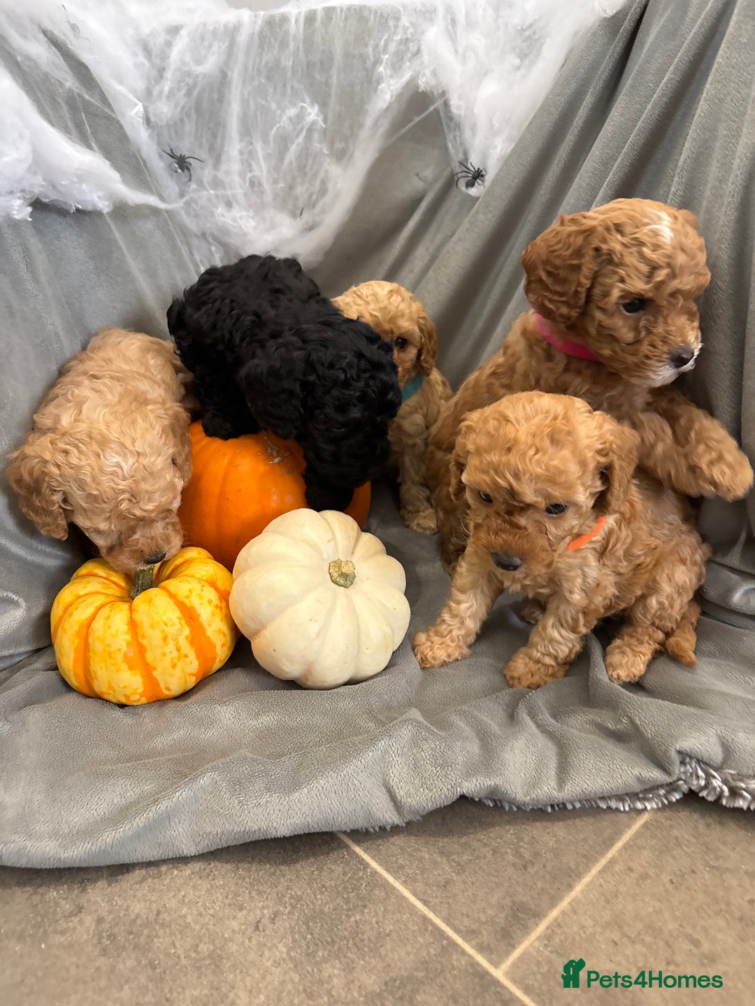 Cavapoochon dogs for sale: 🐾CAVAPOOCHON PUPPIES 🐾 - Image 8
