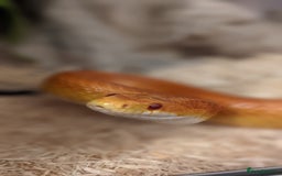 Corn Snake reptiles for sale: Korra the corn snake - free to a good home - Image 2