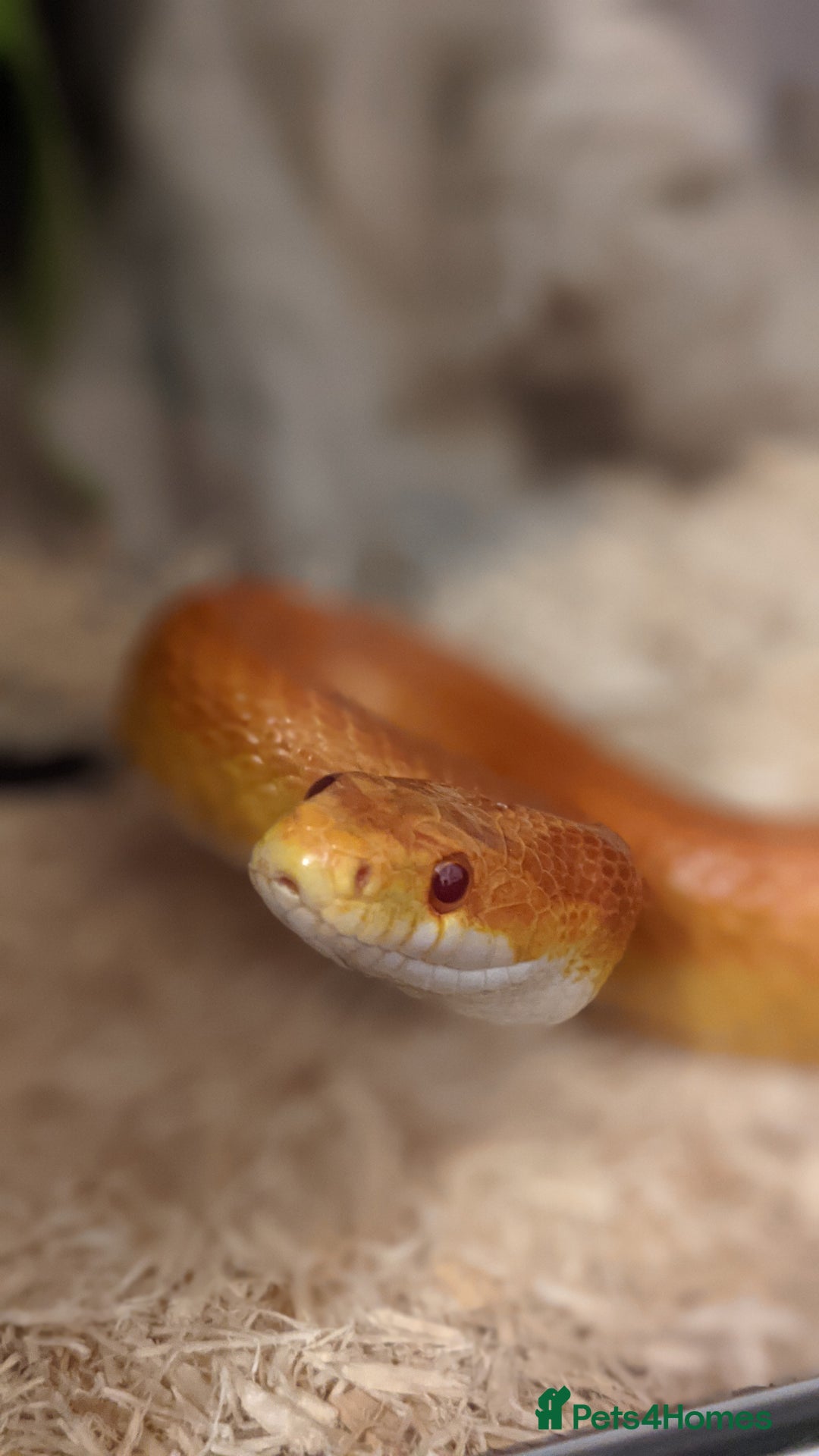 Corn Snake reptiles for sale: Korra the corn snake - free to a good home - Image 2
