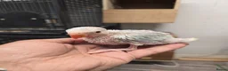 Ringnecks birds for sale: Baby Ringnecks 💥Sold💥 - Advert 11