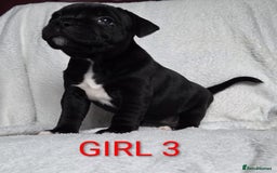 Staffordshire Bull Terrier dogs for sale: KC registered Champions Bloodline Show Quality  - Image 22