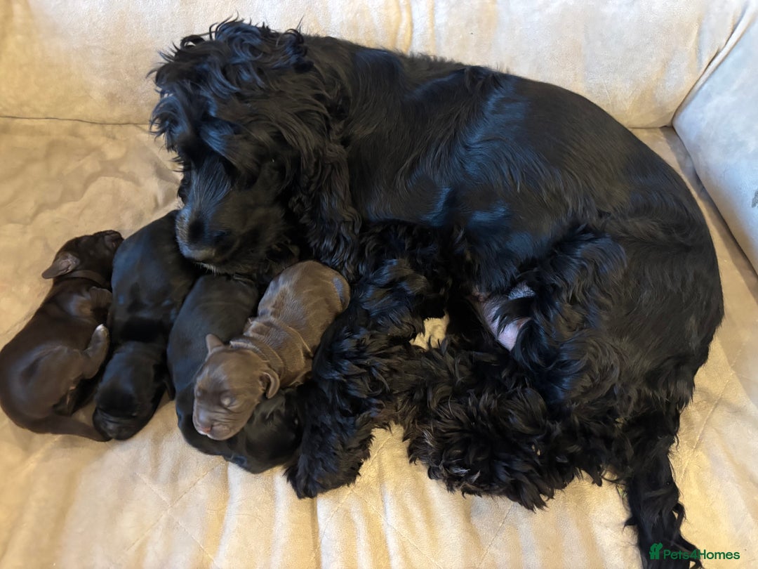 Cocker Spaniel dogs for sale: Show-type KC reg. black/white cocker spaniel puppy - Advert 5