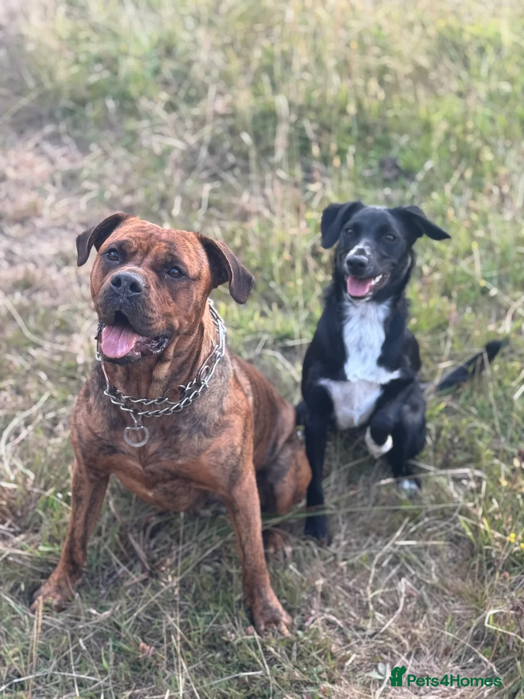 Mixed Breed dogs for sale: Collie x Cocker spaniel  - Advert 5