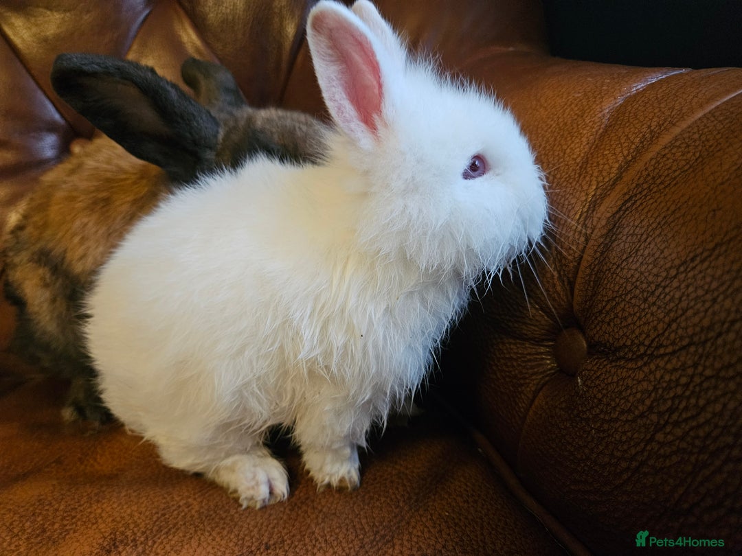 Mixed Breed rabbits for sale: Selection of rabbits for sale - Advert 3