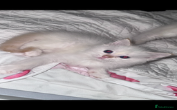 Ragdoll cats for sale: Beautiful Ragdoll kittens  - Image 1