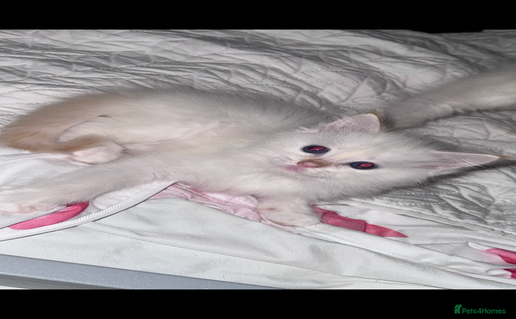 Ragdoll cats - Advert 10